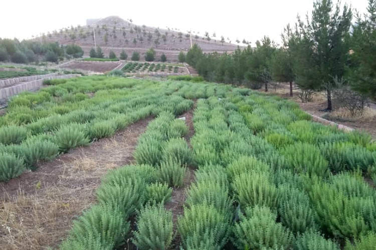 رویداد استارت آپی گیاه دارویی مرزه خوزستانی